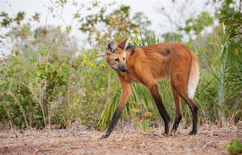 Maned Wolf A Maned Wolf On The Prowl In Piaui Brazil Maned Wolf