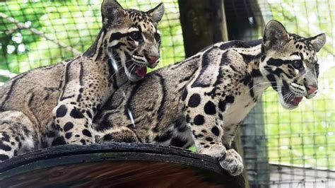 Happy Birthday To Our Baby Girls Jean And Janet The Clouded Leopards