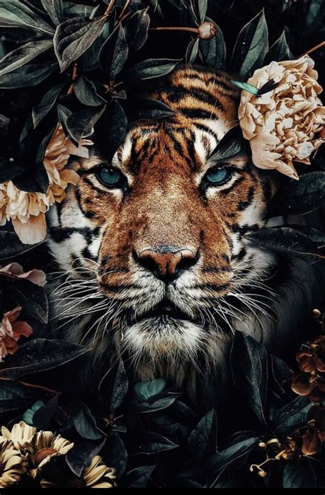 Aesthetic Tiger Wallpaper Kolpaper Awesome Free Hd Wallpapers