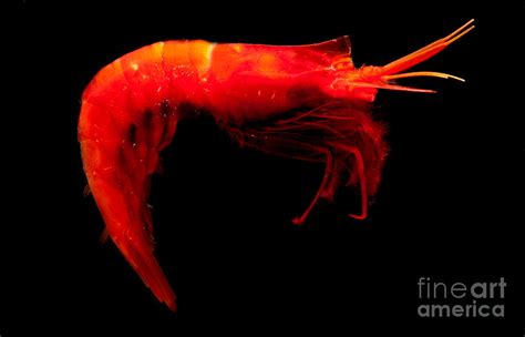 Deep Water Shrimp Photograph By Danté Fenolio Fine Art America