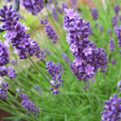 English Lavender Herb Plants For Sale Free Shipping