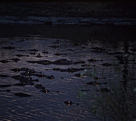 Alligator Eyes Glowing At Night Rbeautifullyterrifying