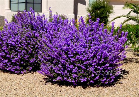 Purple Hedge Bushes