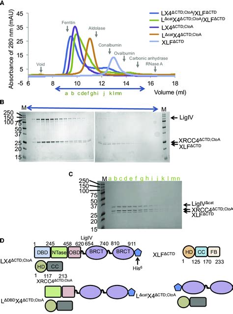 Gel Filtration Chromatography Studies Of Complex Formation Of Ligiv