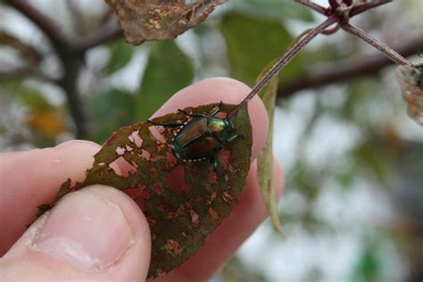 Japanese Beetles Are Back Extension Entomology