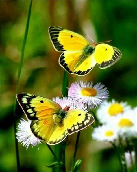 Yellow Beauties Beautiful Butterflies Butterfly Butterfly Flowers