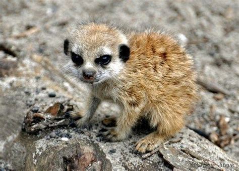 Baby Meerkats Are The Cute Fluffy Kittens Of The African