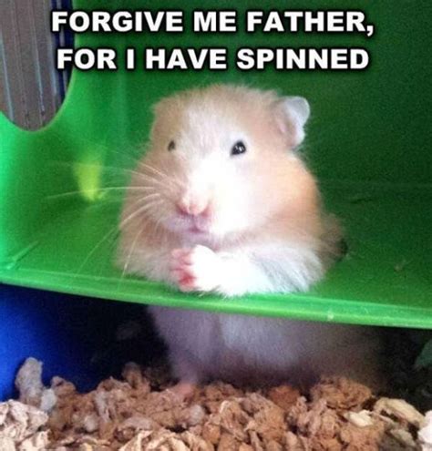 30 Most Funny Hamster Meme Pictures And Photos