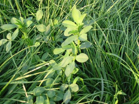 Every 10 to 12 years, the number of cattle in the country fluctuates. Is interseeding alfalfa in permanent pasture a good idea ...