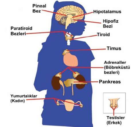 Endokrin Sistem (Hormonal Sistem) Biyoloji Tyt Ayt Yks Konu