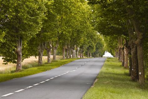 Country Road Lined With Sycamore Trees In Southern France Stock Image