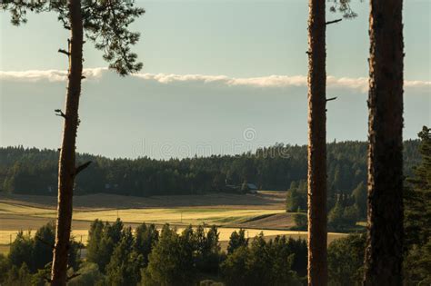 Country Landscape Fields Behind Pine Trees Photos Free And Royalty Free