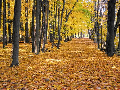 3840x2160px 4k Free Download Autumn Forest Path Hd Wallpaper Peakpx