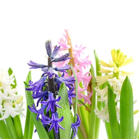 Premium Photo Group Multicolored Hyacinths With Drops Of Water On A