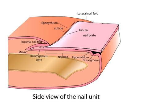 Nail Matrix Cuticle Care Nail Plate Skin Structure