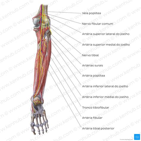 Artérias E Nervos Dos Membros Inferiores Anatomia Kenhub