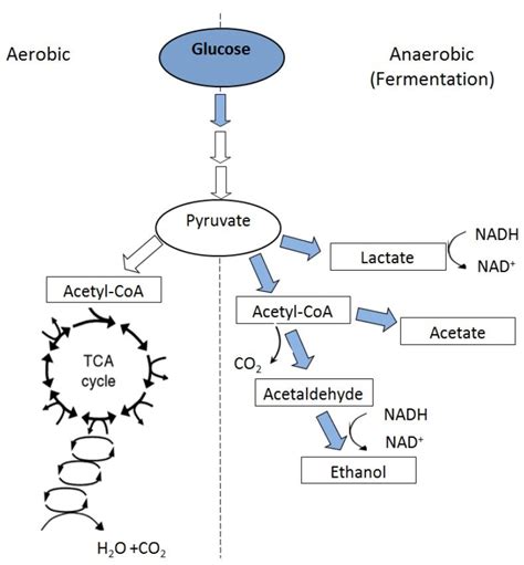 Metabolic Pathways Under Aerobic And Anaerobic Conditions From Reddy