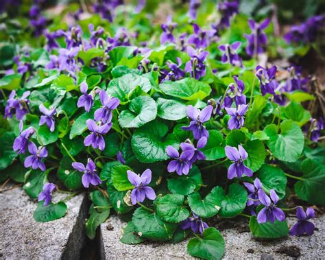 Foraging For Wild Violets An Edible Early Spring Flower