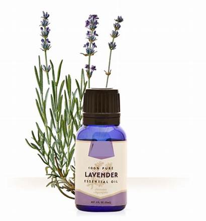 Oil Essential Lavender Aroma Between Difference Carrier
