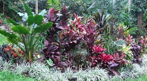 El Arish Tropical Exotics Lush Tropical Plants For
