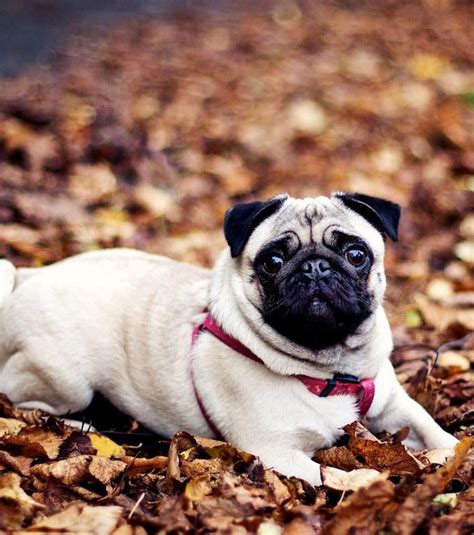 Carlin Les Adorables Photos Dun Chien Pas Comme Les Autres