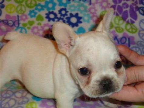 French bulldogs have dozens of dark and moist folds on their heads that collect dirt, dust, and food leftovers. AKC Adorable loving French Bulldog Puppy Cream female for ...