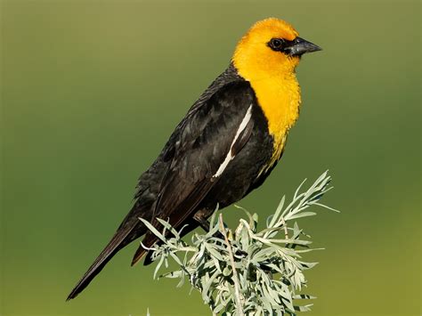 25 Brilliant Images Of Yellow Headed Blackbird And Exploring Their Wild