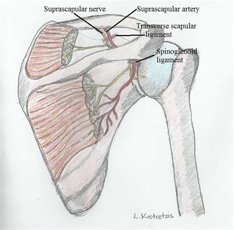 Anatomy Of The Course Of Suprascapular Nerve Download Scientific Diagram
