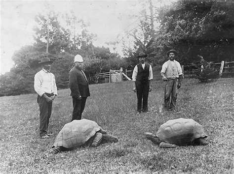Filejonathan And Another Tortoise St Helenapng Wikimedia Commons
