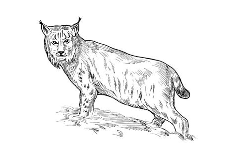 Eurasian Lynx Drawing