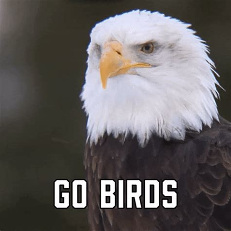 Eagles Win Gifs Get The Best Gif On Giphy