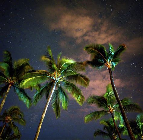Palm Trees And A Starry Night Photograph By Christopher Johnson Pixels