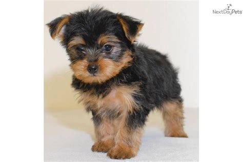Click here to be notified when new yorki poo puppies are listed. Teacup Jennifer our Female Yorkie Poo! | Yorkie poo ...