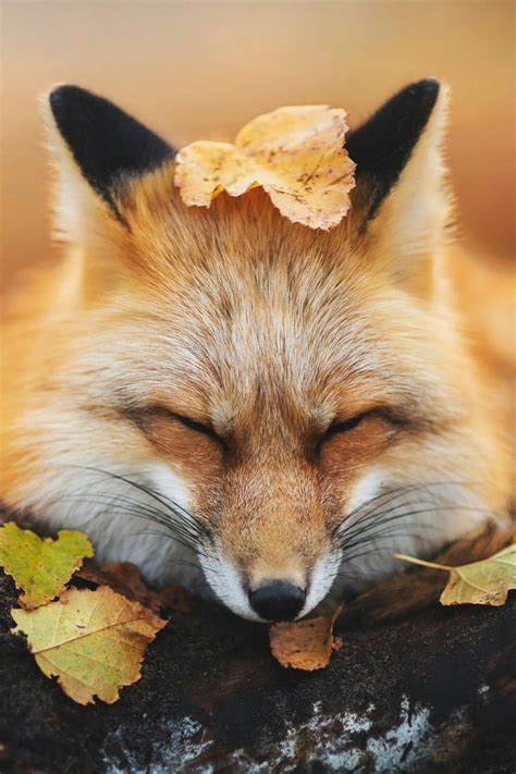 Pin By Sonia Yaman On Animals Animals Wild Animals Beautiful Fox