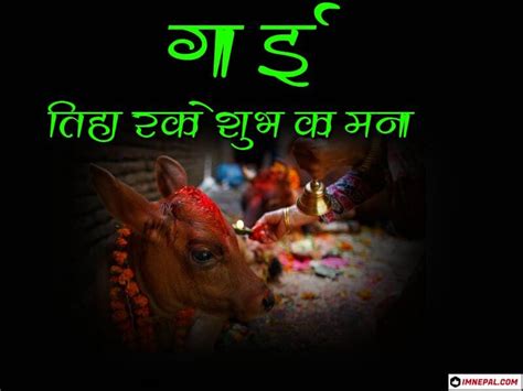 Happy Gai Tihar Images 50 Greeting Cards Designs For Cow Puja Nepal