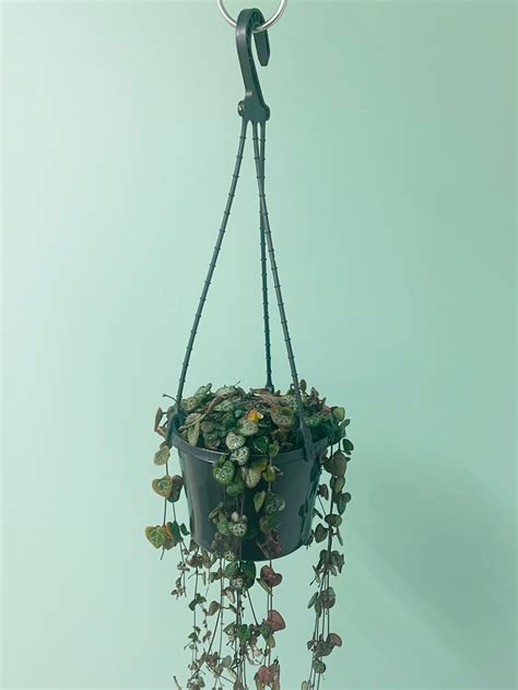 Ceropegia Woodii 150mm Hanging Basket Chain Of Hearts Pet Safe