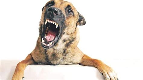 4 Pasos Clave Para Detectar La Rabia En Perros Mascotas