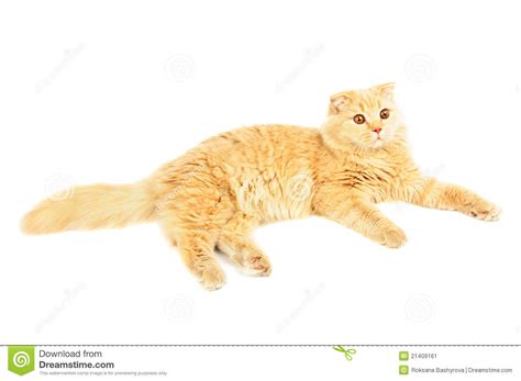 scottish longhair cat stock image image  animal british
