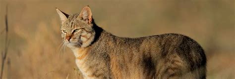 Hunting African Wildcat In South Africa Somerby Safaris
