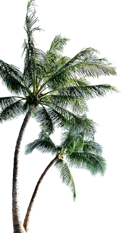 Long Coconut Tree Png Pic Png All Png All