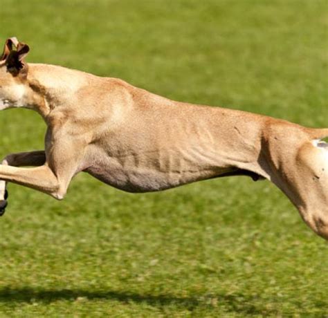Can Greyhounds Run Long Distances