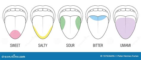Taste Areas On The Human Tongue Diagram Chart In Science Subject Kawaii