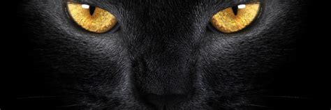 Black Cat Scary Eyes Hd Desktop Wallpapers 4k Hd
