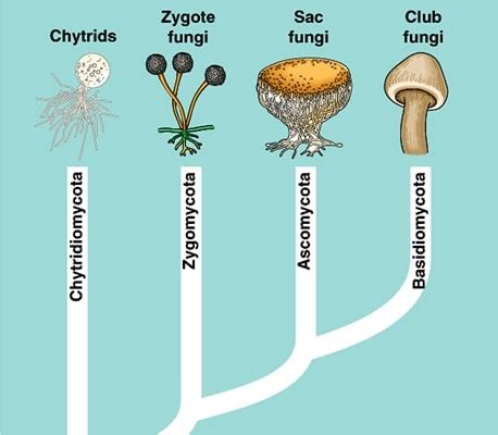 Karakteristik Kingdom Fungi Ciri Ciri Dan Kla UtakAtikOtak Com