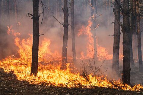 Incendios Por Mal Manejo Del Fuego Y Recursos Naturales Gaceta Unam