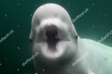 Beluga Whale Juno Appears Pucker Kiss Editorial Stock Photo Stock