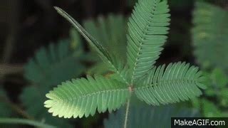 Check out our touch me not plant selection for the very best in unique or custom, handmade pieces from our craft supplies & tools shops. Touch-me-not plant (Mimosa pudica) in action on Make a GIF
