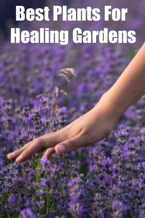 The Best Plants For Healing Gardens Mommy Moment