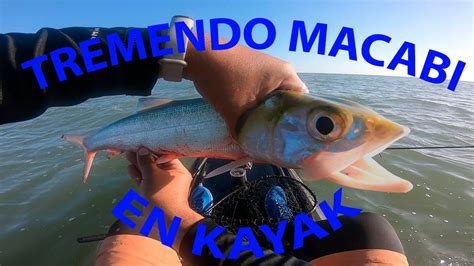 Pesca De Macabi Jureles Y Cojinudas En Kayak Fishing Lady Fish And