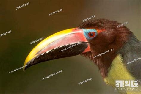 Close Up Of A Green Aracari Pteroglossus Viridis Stock Photo Picture